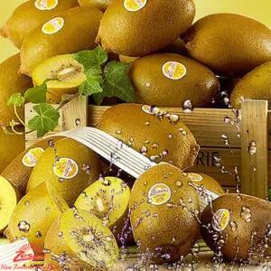 제스프리 골드키위 점보과 5.8kg 내외 (벌크) (36-37입)