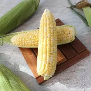 [산지직송] 제주 초당옥수수 특품 20개입