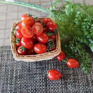 대추방울토마토특 5kg 1~2번과대과 1박스 자연대 477658
