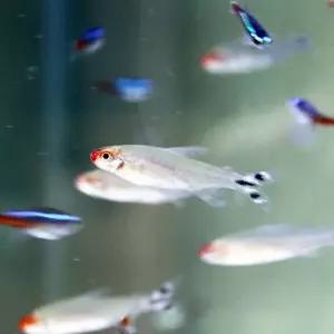 러미노즈 테트라 5마리