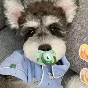 쪽쪽이 인기아이템 고급 강아지 강아지쪽쪽이 실리콘 애견쪽쪽이
