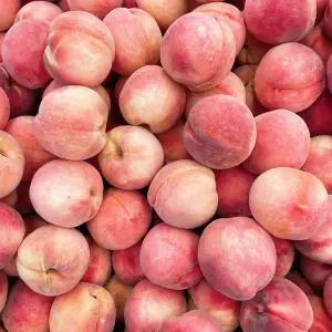 아삭한 딱딱이 털복숭아 2kg