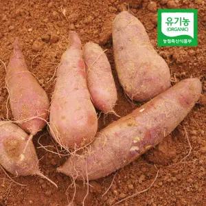 [롯데백화점]친환경팔도 무안 유기농 꿀고구마 (중상)3kg