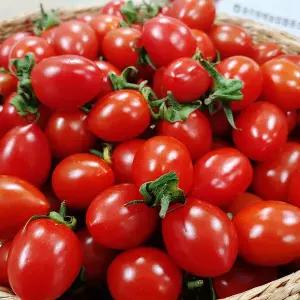 [산정마을] 대추 방울토마토 2kg 소 (4-5번과)