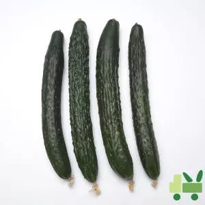 가시오이 10Kg (특)