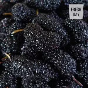 [보리보리/프레시데이]고창 오디 냉동 생과 프리미엄 특품 2Kg