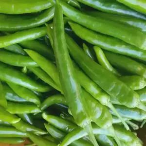 국내산 오이고추/청양고추 1kg
