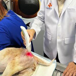 아픈 고양이 강아지 레이저치료기 피부질환 슬개골탈구 레이저치료 목 경추 허리 디스크 반려동물 강아지용품
