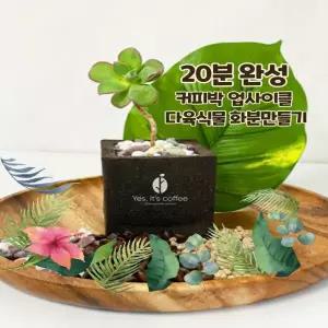 아트박스/예스잇츠커피 n친환경 커피박 화분 만들기 다육식물 20분 완성 키트