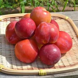 [건양농가] 명품 프리미엄 와촌자두 500g / 1kg / 2kg