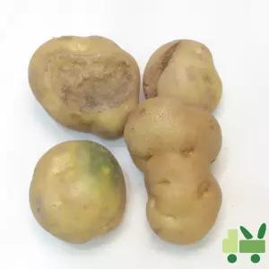 감자 20Kg (비품)