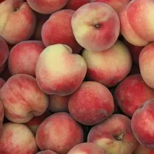 [G]제철 털복숭아 4kg 랜덤과