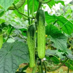 국내산 신선한 백오이 3kg