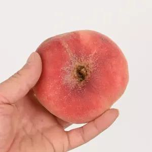 납작 복숭아 거반도 중대과