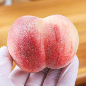 26년 햇 경산 대극천 반납작 복숭아 1kg / 2kg