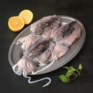 서해안 제철 생물 특대 활 갑오징어 2kg(kg당 4-7미내외)