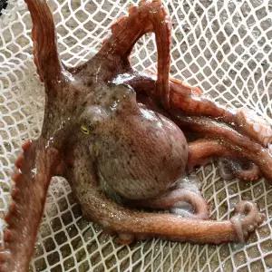 [롯데백화점]오초록 [바다담음] 통영 자연산 돌문어 1kg(1-5마리)