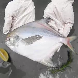 통통한 남해안 제철 병어 급냉 참병어 제수용 조림용 중 2kg (kg당 6~8미 내외)