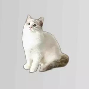 고강도 고양이 장난감 고양이 스크래쳐 소파보호용품