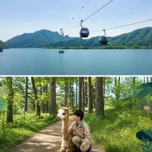 [강원] 삼악산케이블카X알파카월드 PKG/강원가볼만한곳/데이트/여행/체험/동물원/춘천/홍천/테마파크