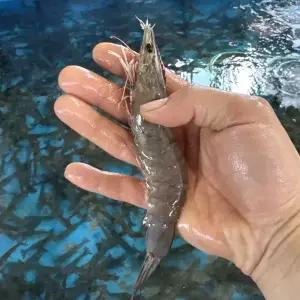 횟감용 흰다리새우 1kg(40미 내외)
