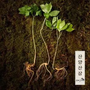 강원도 토종 정품 산양산삼 장뇌삼 5-6년근 (6뿌리)