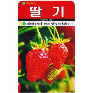 [영농사]딸기씨앗 100립
