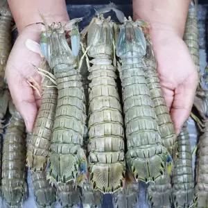 서천어부의 자연산 갯가재 1kg