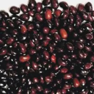 울타리콩씨앗 30g 채소 재래종울타리콩 품종 콩재배종자