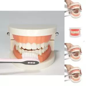 치아관리 양치교육 치아모형/모형/치아/양치/놀이/3D/가짜/이빨/개폐형/건강/교육/고급/관절형/교구용/교육