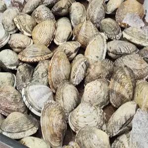 왕 바지락 1kg