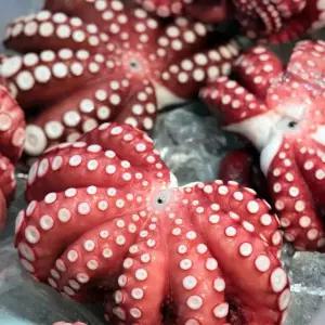 e자숙 문어 1마리 약900g 내외 제수용