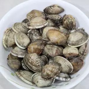 왕 바지락 1kg