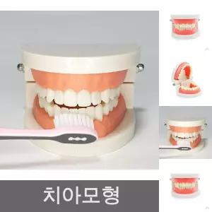 치아관리 양치교육 치아모형/병원/놀이/가짜/이빨/치아/모형/구강/관리/치과/양치/이닦기/인체/교육용
