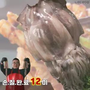 청해대왕 손질 통오징어 자연산 급냉 냉동 오징어볶음 찌개용 12마리
