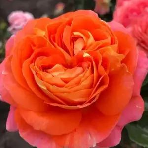 나무생각 / 사계 명품 독일(KORDES) 땅장미 / 삼바 / 개화주