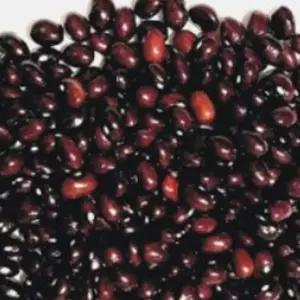 울타리콩씨앗 채소 품종 재래종 30g