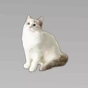 고강도 고양이 장난감 고양이 스크래쳐 소파보호용품