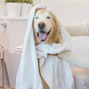 [순둥이] 펫 타월 XL 10매 1팩 /생분해 강아지 고양이 수건[35865310]