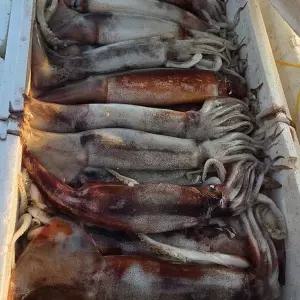 [셀러허브]남해 생물 오징어 1kg 4~7미 횟감오징어 초코오징어 산 오징어 회 생오징어 활오 (S50372016)