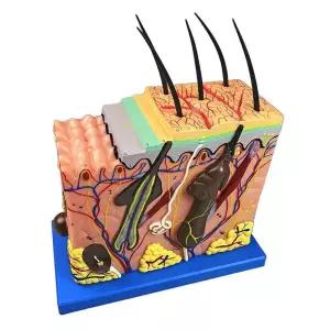 두피모형 피부 조직 두피 두발 모낭 모형 해부 50배 두피 확대