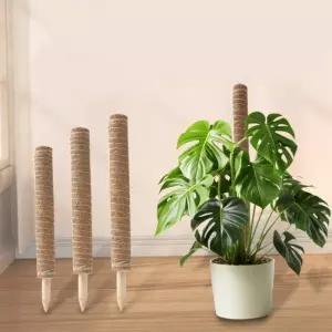 코코넛 수태봉 몬스테라 지지대 코코봉 고정 식물 화분 기둥 스킨답서스 30cm 50cm 7