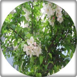 사과나무 Malus pumila Mill묘목 apple tree 홍옥 부사 후지 홍로 아오리 대량주문내고