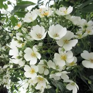 독일 넝쿨장미 묘목(로사 필리페스 키프츠게이트)/코데즈로즈(Kordes Rose)/덩굴