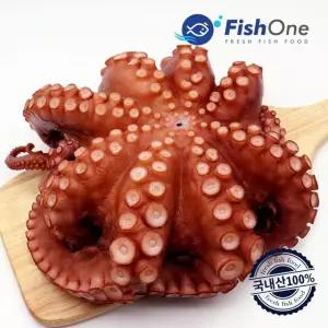 [피시원] 국내산 자숙 통문어 한마리 1.3kg