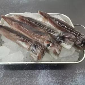 원양 선동 급냉 오징어 1kg 통 오징어 찜 숙회 통찜