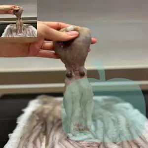 PK 1kg 낙지 식자재 냉동수산물
