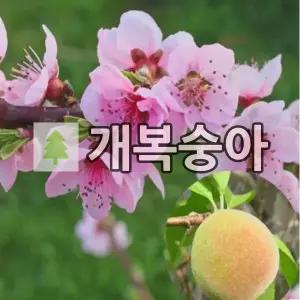 복숭아나무 묘목 개복숭아 실생1년 5주