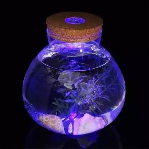 LED 유리 코르크병 15x16cm 마리모 키우기