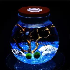 LED 유리 코르크병 12x13cm 마리모 키우기